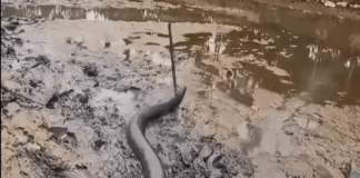 Tangkapan layar video ular sanca atau piton atau sanca ditangkap di kolam ikan. ( Suryakepri.com)