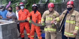 Damkar evakuasi ular sanca 5 meter dari sebuah rumah di Jaktim (detik.com)