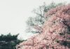 Bunga Sakura (unsplash.com)
