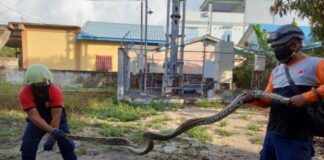 Petugas Damkar Tanjunguban menangkap seekor ular piton yang masuk ke dalam kandang ayam warga di jalan Bhakti Praja, Gang Nangka, Kelurahan Tanjunguban Selatan, Kecamatan Bintan Utara.