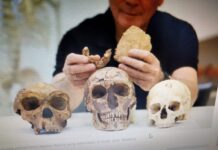 Fosil manusia purba Homo Nesher Ramla yang ditemukan di Israel. (dok. Reuters)