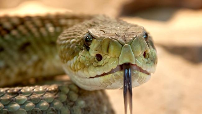 foto ilustrasi ular