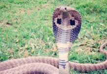 Foto ilustrasi ular king cobra