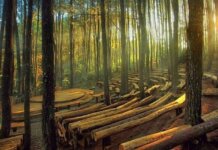Lokasi wisata Pinus Sari Mangunan yogyakarta