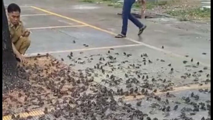 Burung pipit berjatuhan dan mati massal di Balai Kota Cirebon. (Foto: dok. Istimewa)