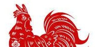 Berdasarkan astrologi China, tahun ini memasuki tahun Macan Air. Berikut ramalan peruntungan shio ayam pada tahun Macan Air 2022.(Foto: iStockphoto)