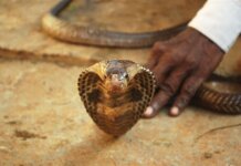 Foto ilistrasi. Seorang pria memegang ular kobra di foto stok ini. (Getty Images/ChandrashekarReddy)
