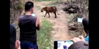 Warga memotret dan merekam video saat Harimau Sumatera masuk ke perkebunan warga di Aceh Selatan. (Foto: tvonenews.com)