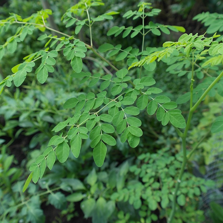 Various Benefits of Moringa Leaves for Breastfeeding Mothers