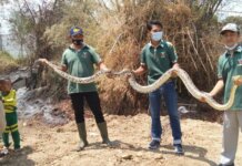 foto warga berhasil tangkap ular pitin yang masuk ke perumahan di lamongan