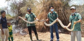 foto warga berhasil tangkap ular pitin yang masuk ke perumahan di lamongan
