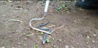 Foto Anak ular kobra dievakuasi di Bogor. (dok. Istimewa)