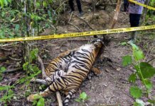 Harimau Sumatera mati terjerat di Aceh Timur. (Foto: ANTARA FOTO/Weinko Andika)