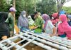 Ibu-ibu kelompok wanita di Pulau Stunak, Kecamatan Selat Gelam, Karimun serius mengikuti pelatihan pengembangan pertanian hidroponik yang ditaja PT Timah Tbk. Foto Suryakepri.com/IST