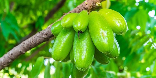 5 Manfaat Belimbing Wuluh Untuk Kesehatan Tubuh | Surya Kepri