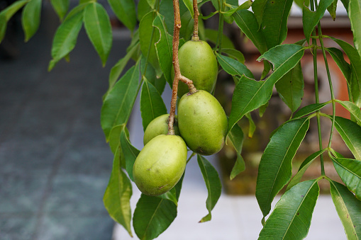 4 Health Benefits of Kedondong: Boost Immunity, Reduce Heart Disease Risk, Maintain Eye Health, and Improve Digestion